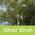 Bare Root Silver Birch Tree, Betula Pendula, AWARD + WET + DROUGHT + WINDBREAK + FAST GROWING + LOW MAINTENANCE **FREE UK MAINLAND DELIVERY + FREE 100% TREE WARRANTY**